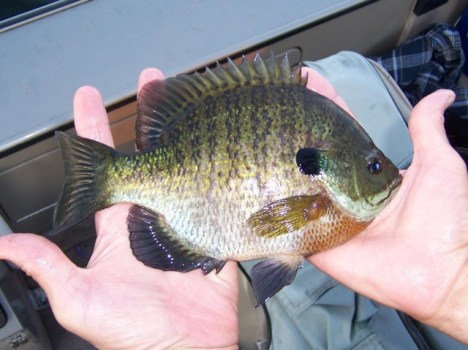 nice-bluegill.jpg