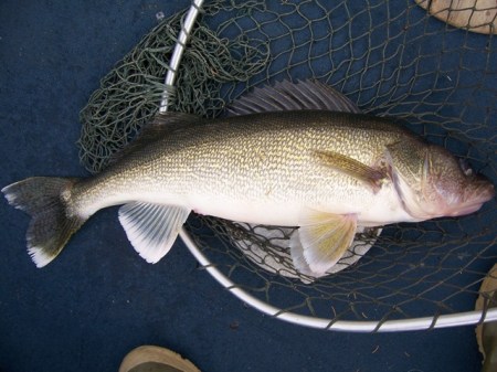 27-inch-walleye1