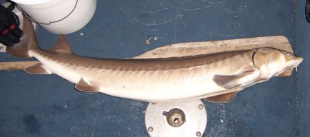 a-50-inch-sturgeon