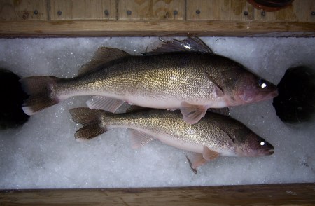 22-and-28-inch-walleyes 22-and-28-inch-walleyes