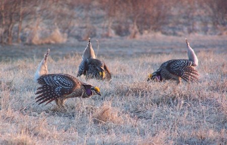 dancing-sharptails-web-size