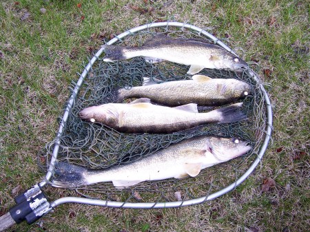 Op[ening weekend walleyes