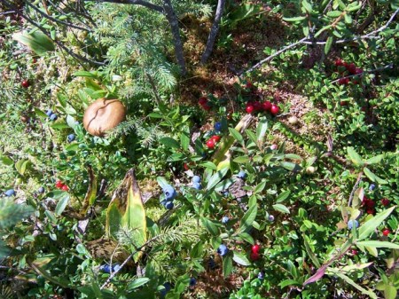 Blueberries and Lingonberries 2