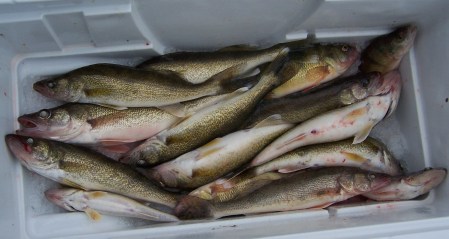 Fish for shore lunch Fish for shore lunch