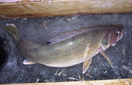 One Big Walleye