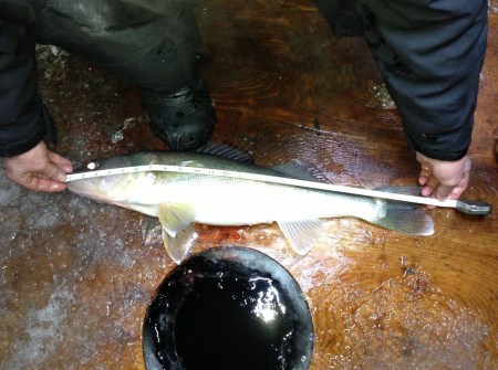 Nathan tape on walleye