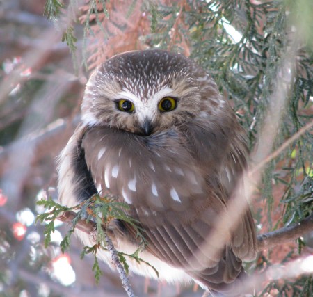 Topper Saw-Whet Owl