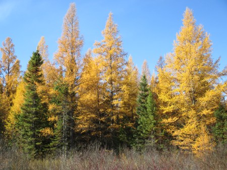Tamarack-Larch and Black Spruce