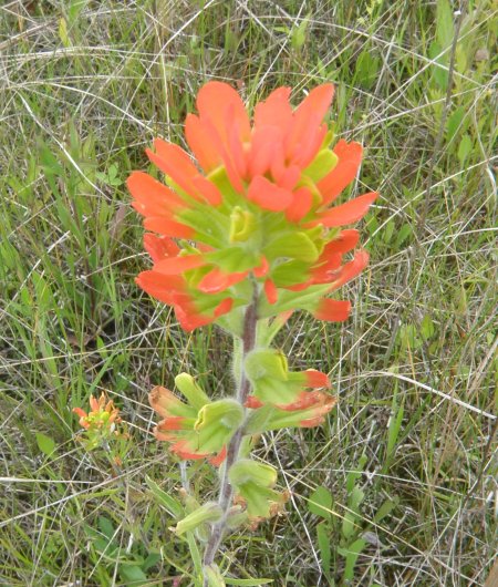 Indian Paint Brush #