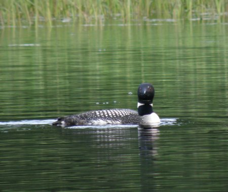 Loon by the house