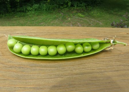 Peas in a pod