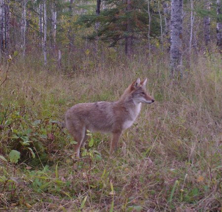 Coyote (1)