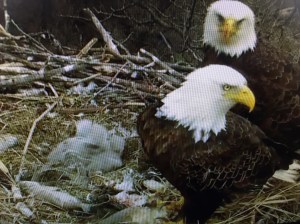 Bald Eagles
